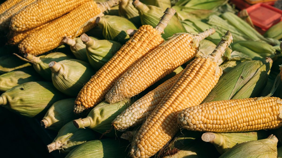 Kellogg’s celebra el Día Nacional del Maíz, reforzando su compromiso para impulsar el maíz amarillo mexicano