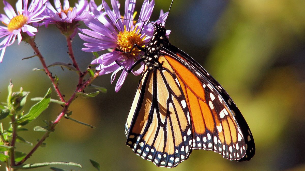 La Costeña une esfuerzos con WWF para la preservación de la mariposa monarca